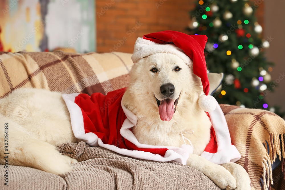 Cute funny dog in Santa Claus costume at home on Christmas eve