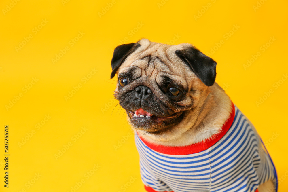 Cute pug dog in t-shirt on color background