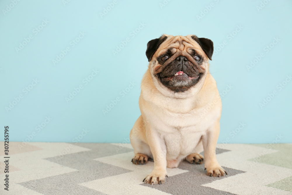 Cute pug dog near color wall