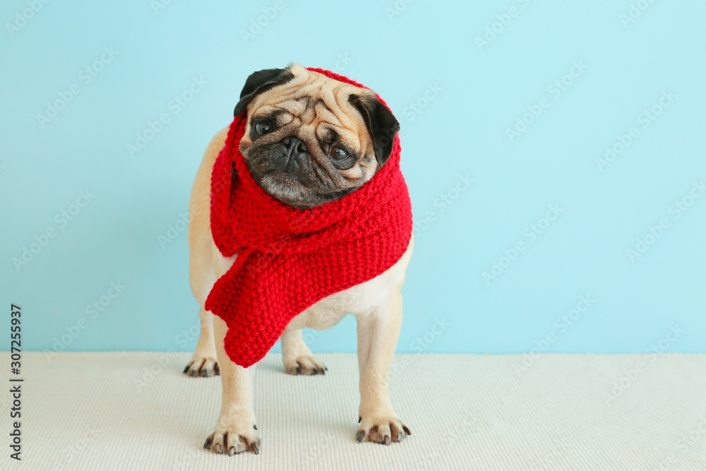 Cute pug dog wrapped in warm scarf near color wall