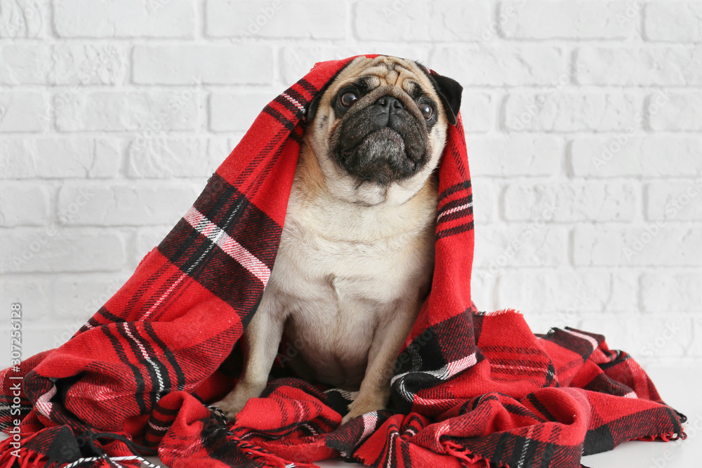 Cute pug dog with warm plaid near white brick wall