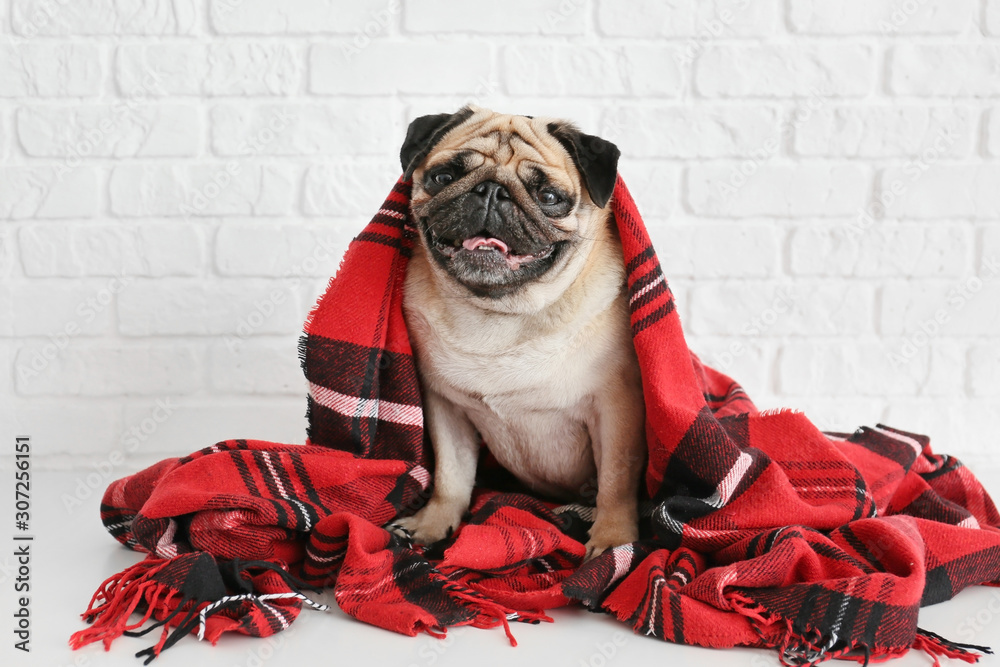 Cute pug dog with warm plaid near white brick wall