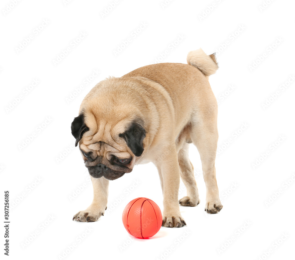 Cute pug dog with toy ball on white background