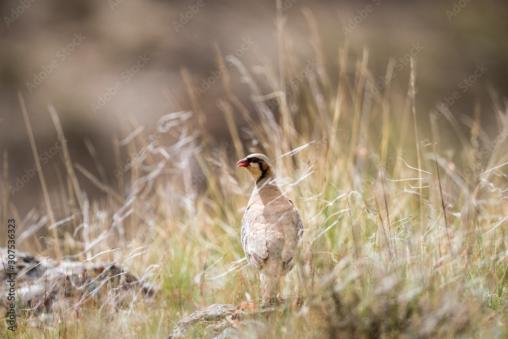 chukar partridge in the grass