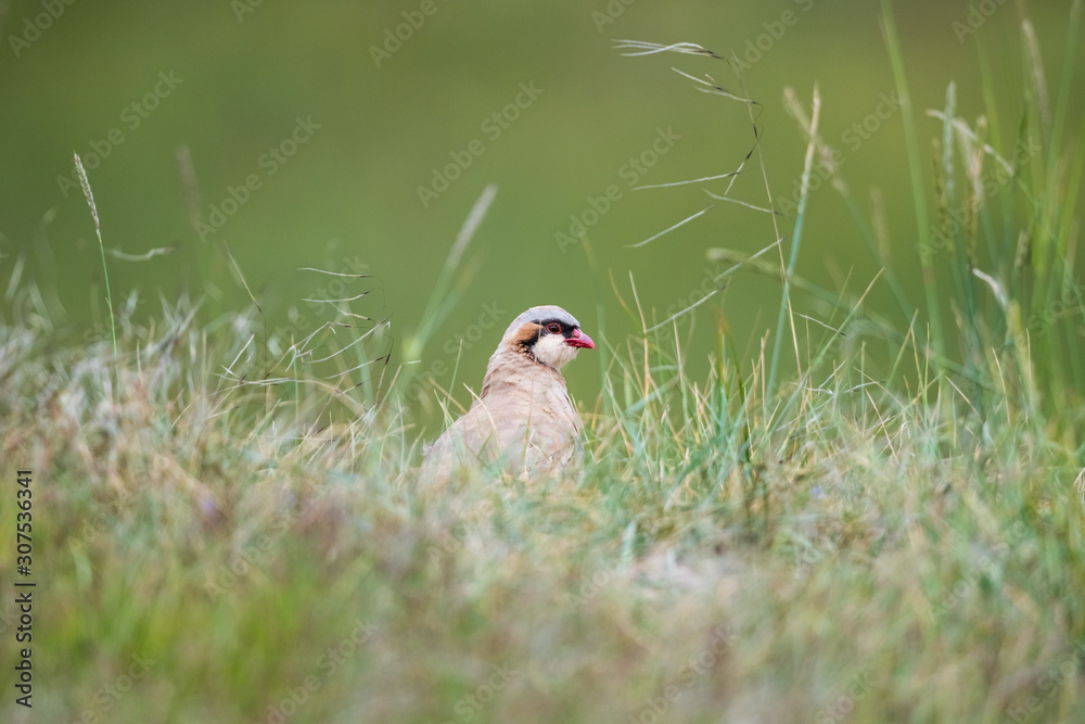 chukar partridge in grass