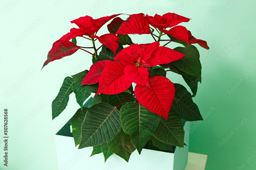 Christmas flower poinsettia on color background