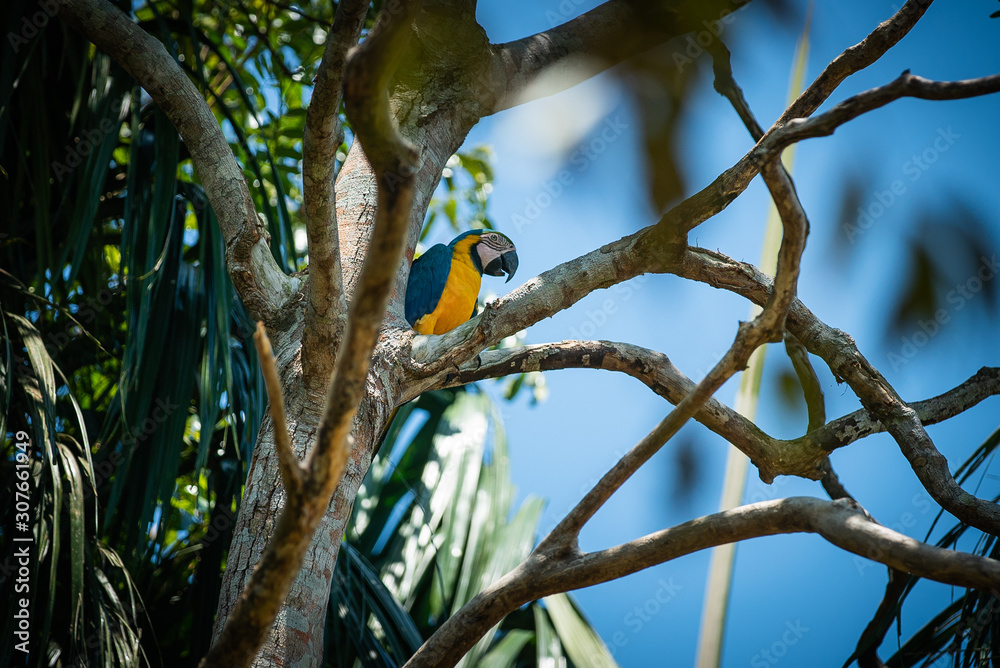 Arara-canindé (Ara ararauna) is an emblematic bird species from Brazil and important for many indige