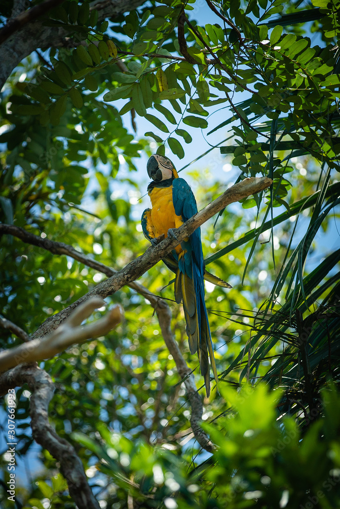 Arara-canindé (Ara ararauna) is an emblematic bird species from Brazil and important for many indige