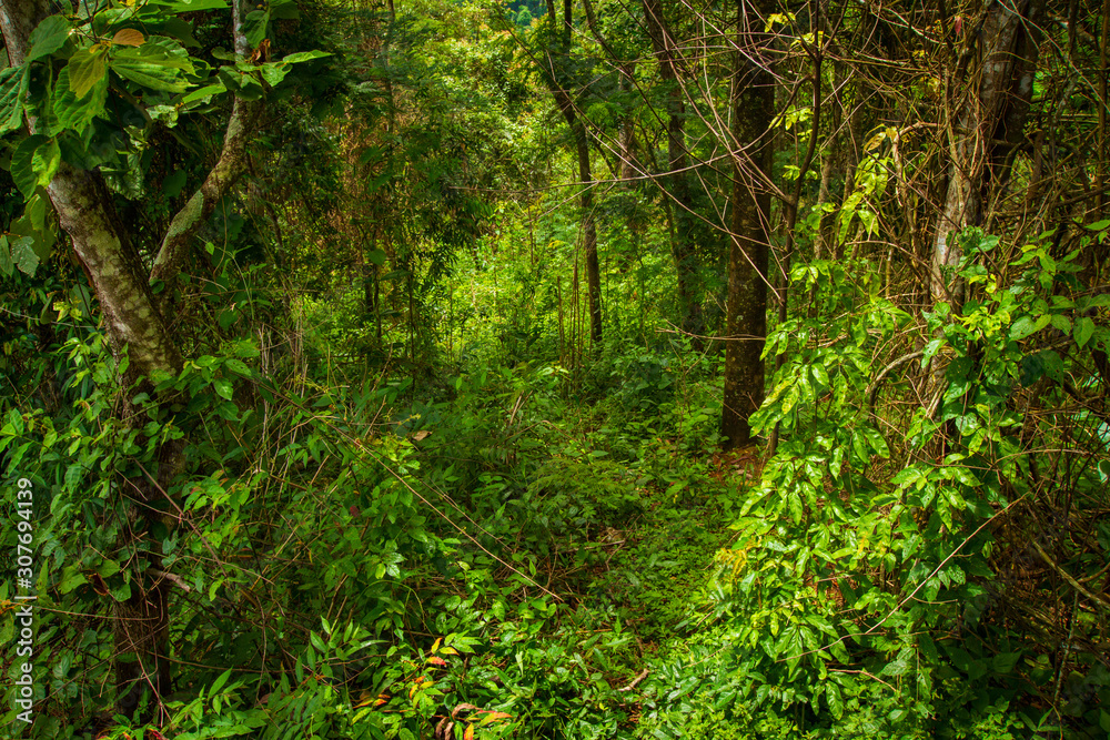 The biodiversity of Páramos, a biome that occurs in the high mountains of the Ecuadorian Andes. Ecua