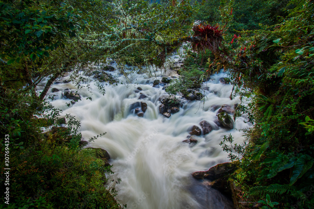 The biodiversity of Páramos, a biome that occurs in the high mountains of the Ecuadorian Andes. Ecua