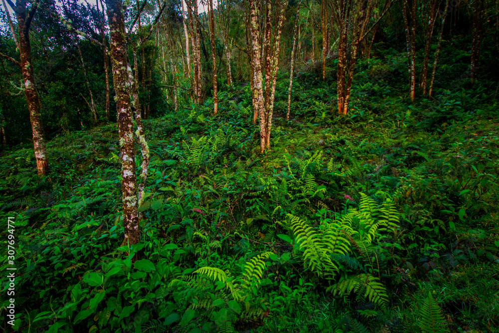 The biodiversity of Páramos, a biome that occurs in the high mountains of the Ecuadorian Andes. Ecua