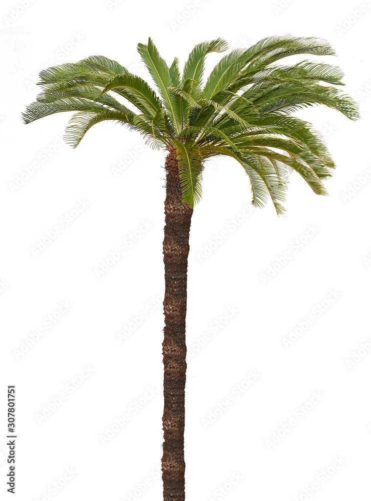 Palm tree isolated on white background