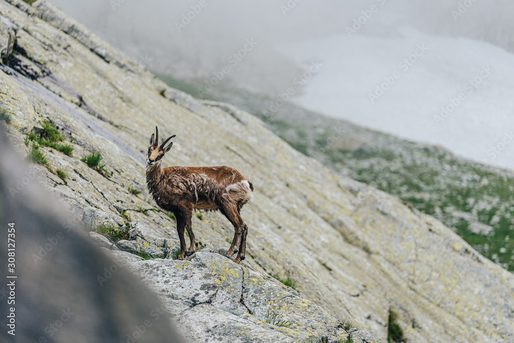 Chamois，Rupicapara rupicapara，在绿草如茵的高山草甸和岩石巨石上。野生动物w