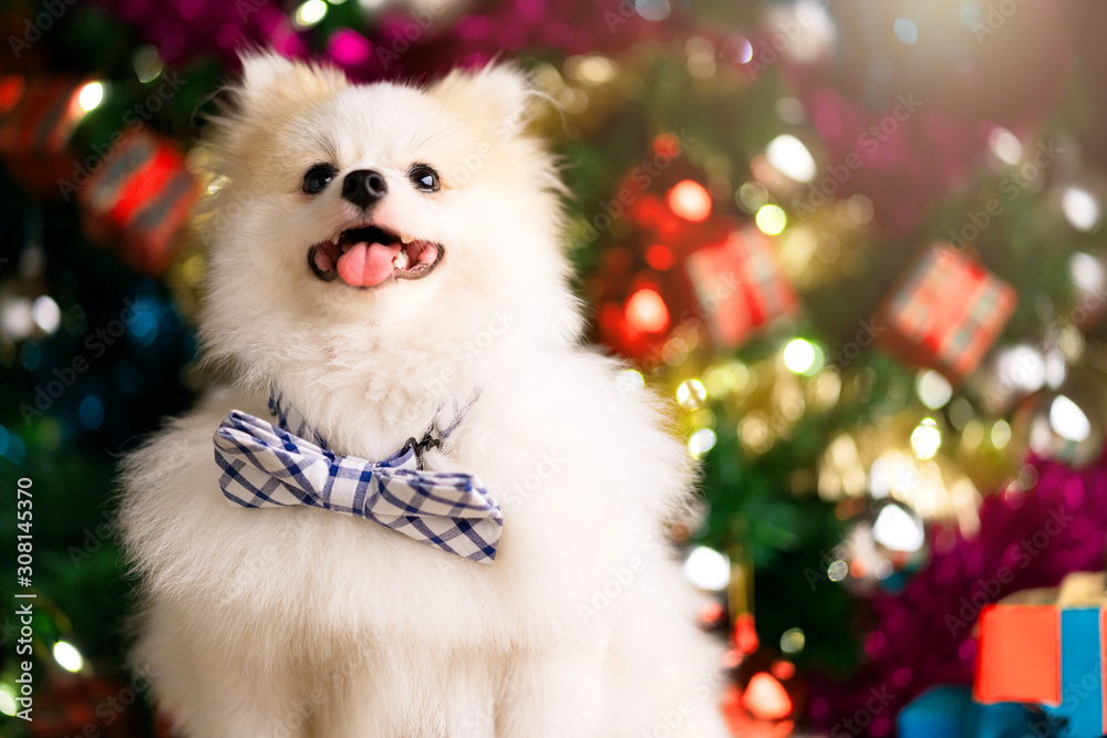 cute white color  smalldog sit relax near present gift box and christmas tree festive background con