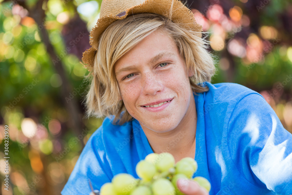 Smiling boy in hat harvesting ripe grapes