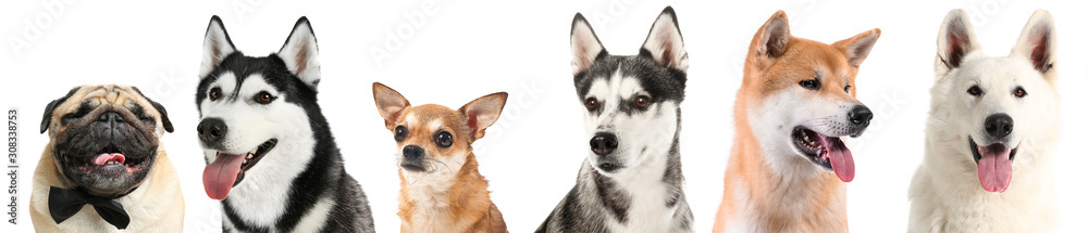 Set of different dogs on white background