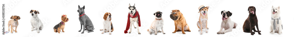 Set of different dogs on white background