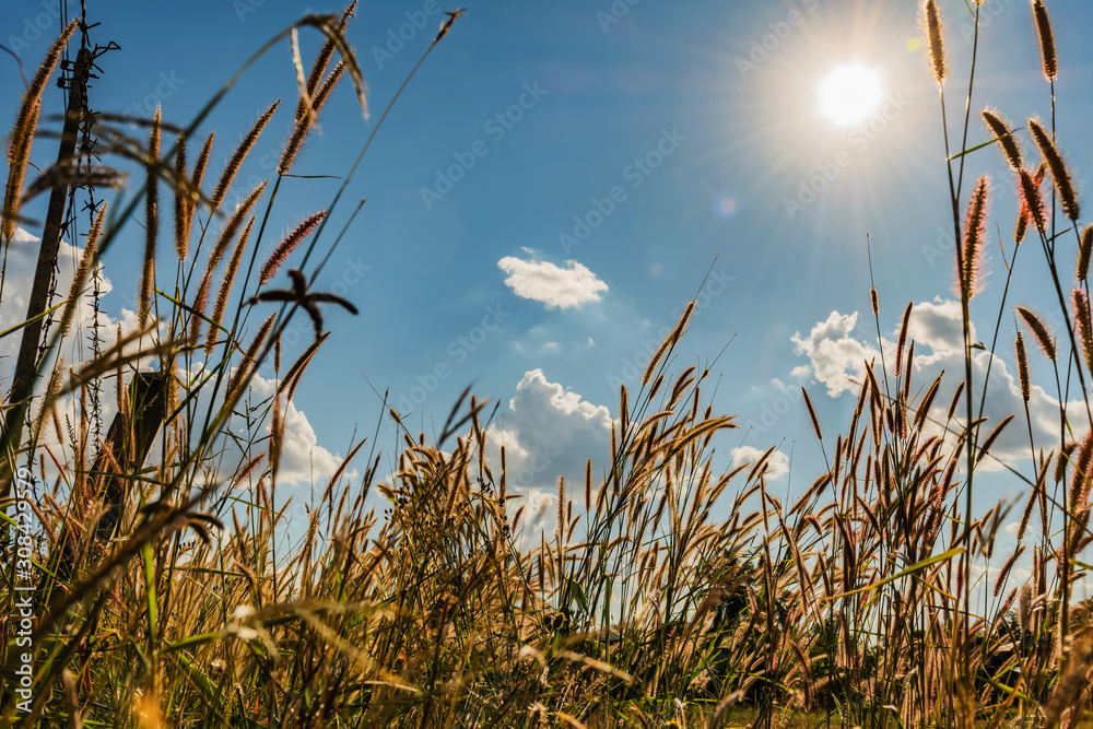 grass flower sunlight blue sky background