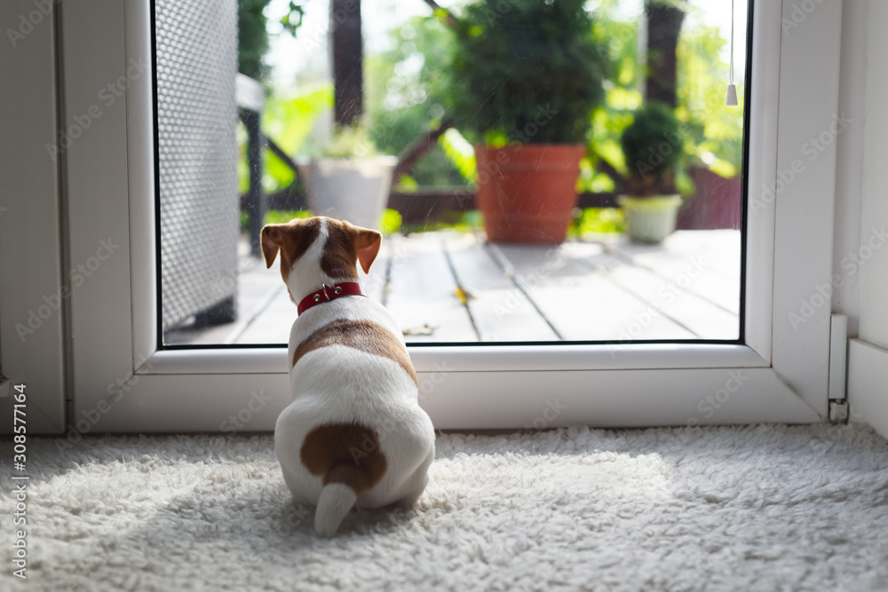 Jack russel terrier puppy sitting near door on white carped on the floor. Small perky dog. Animal pe