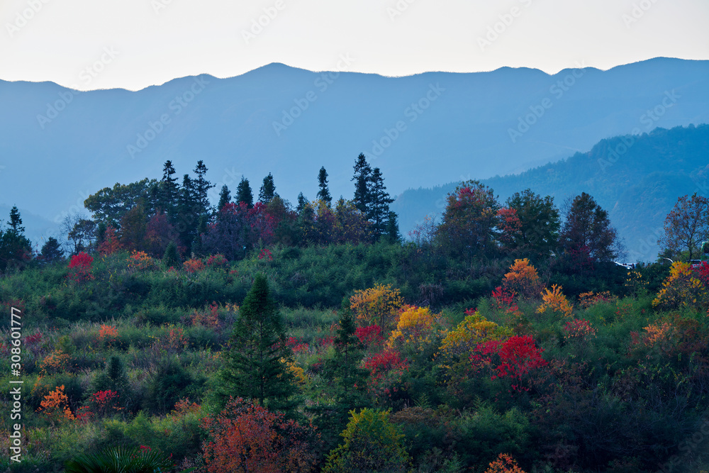 The beautiful autumn trees sunset.