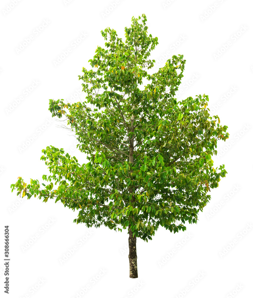 Isolated green leaves tree with clipping path.