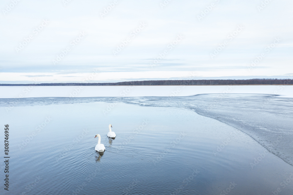 A couple of Mute swans (Cygnus olor) on a partially frozen lake at sunrise. Tartu, Estonia.