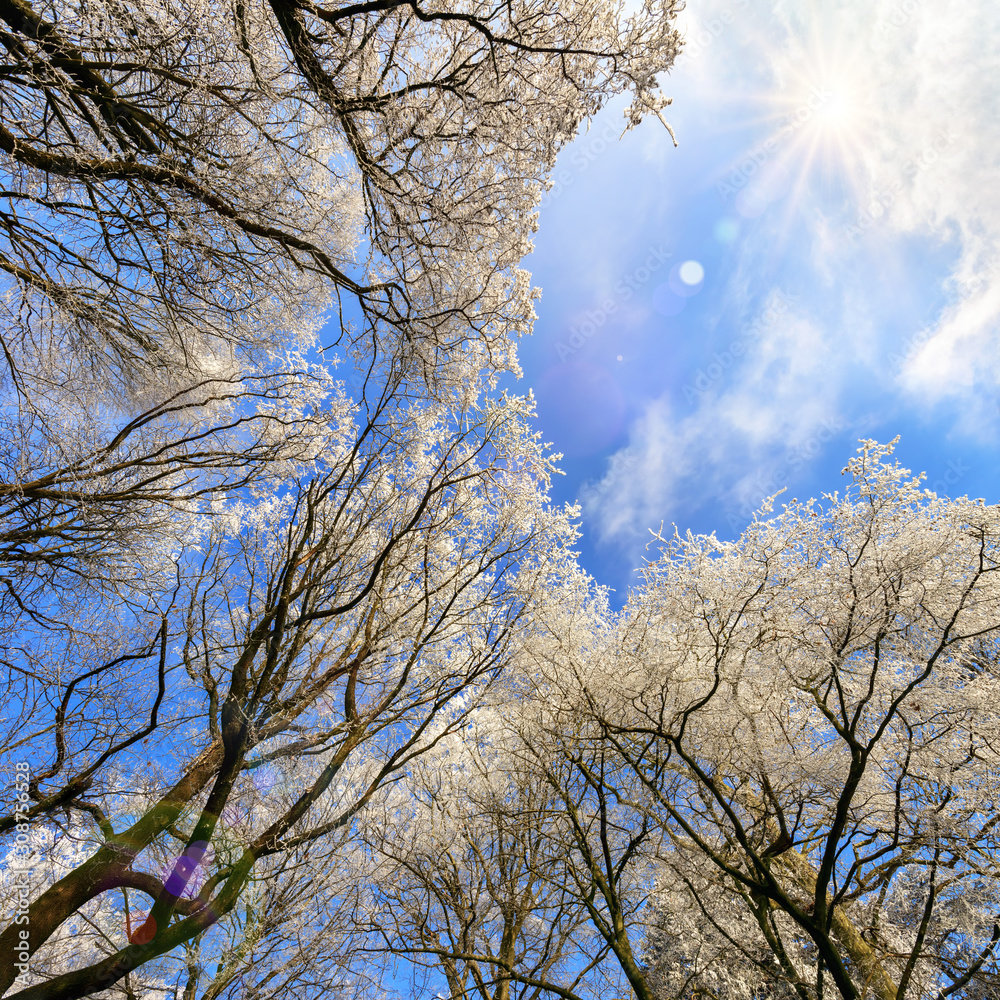 Hoarfrost on treetops against the blue sky