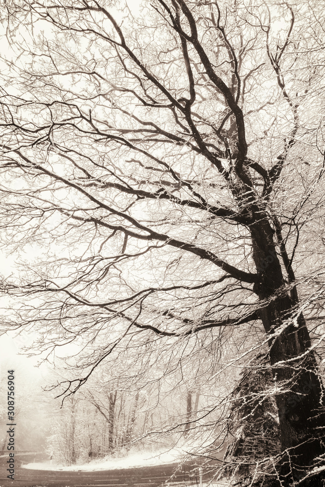 Bare snow-covered tree in sepia tone