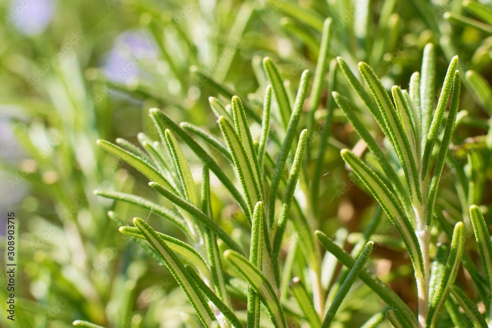 花园里的迷迭香花丛细节，迷迭香