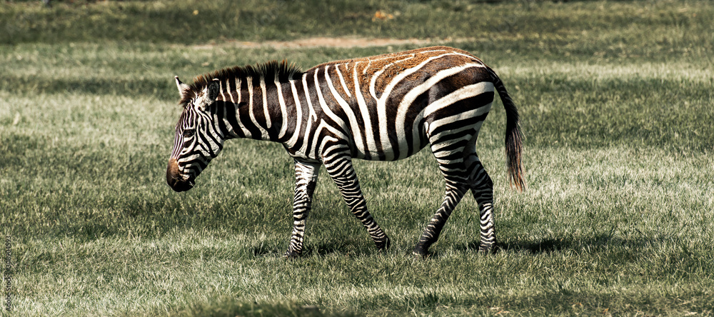 Zebra grazing in the outdoor grassland during the daytime.