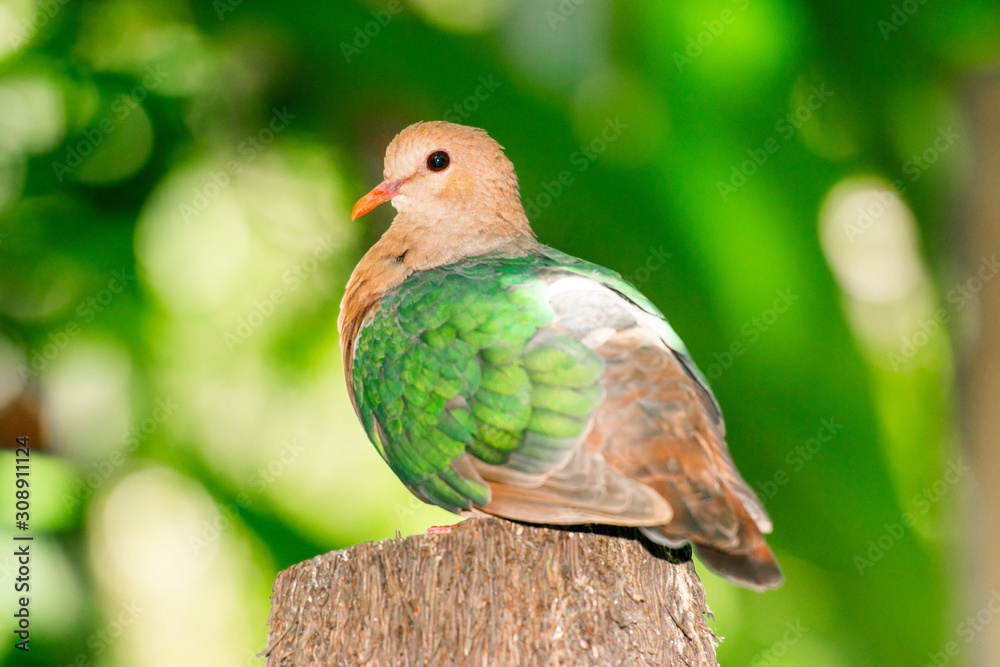 Emerald Ground Dove out in nature during the day.