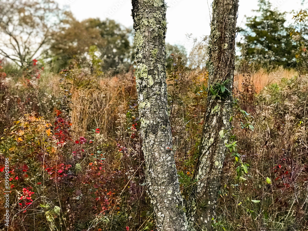 tree in autumn