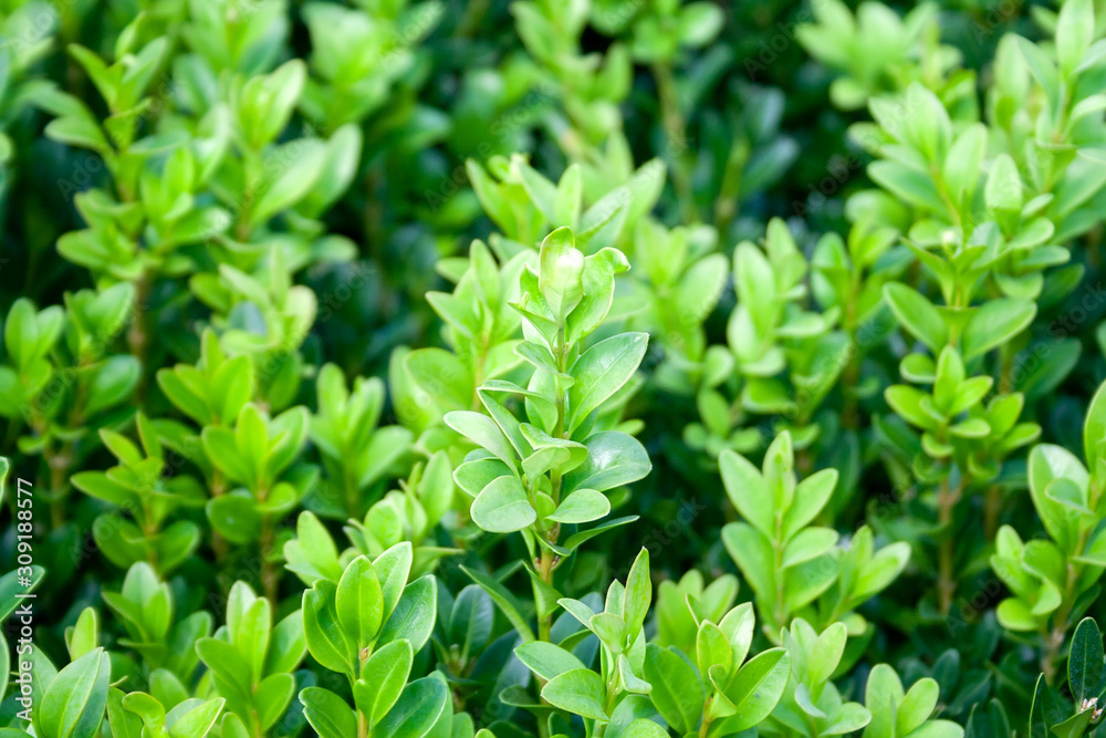 Background of a grown tender twigs of a green bush. Selective focus. Warm summer or early autumn day