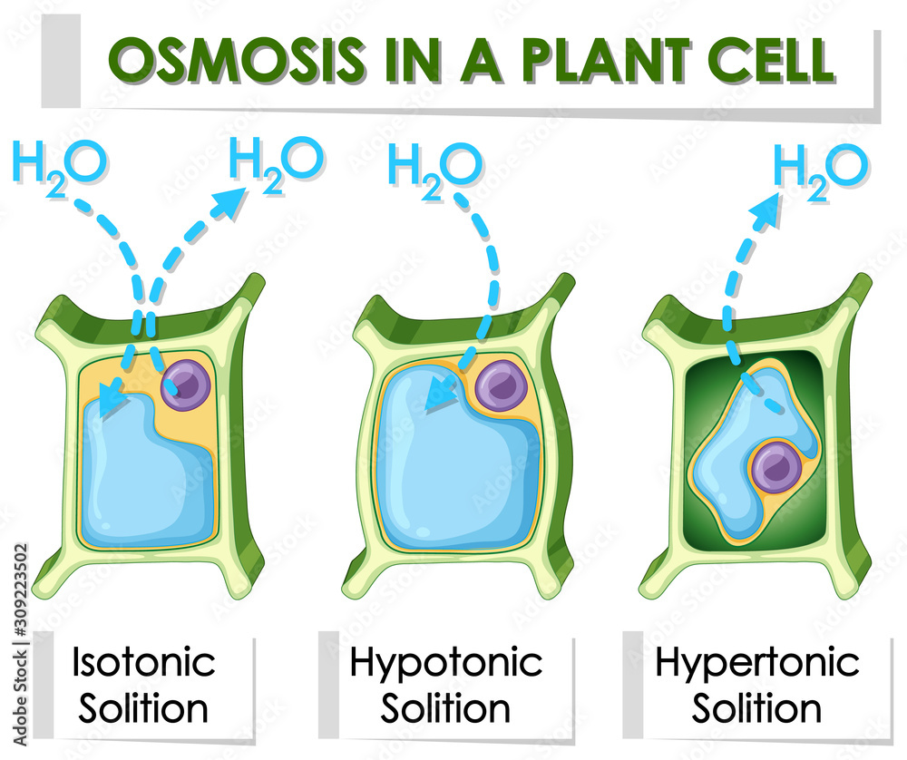 Diagram showing osmosis in plant cell