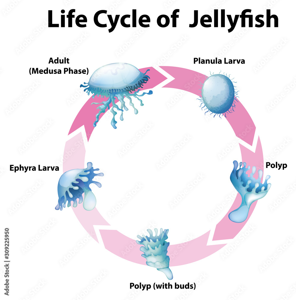 水母生命周期示意图