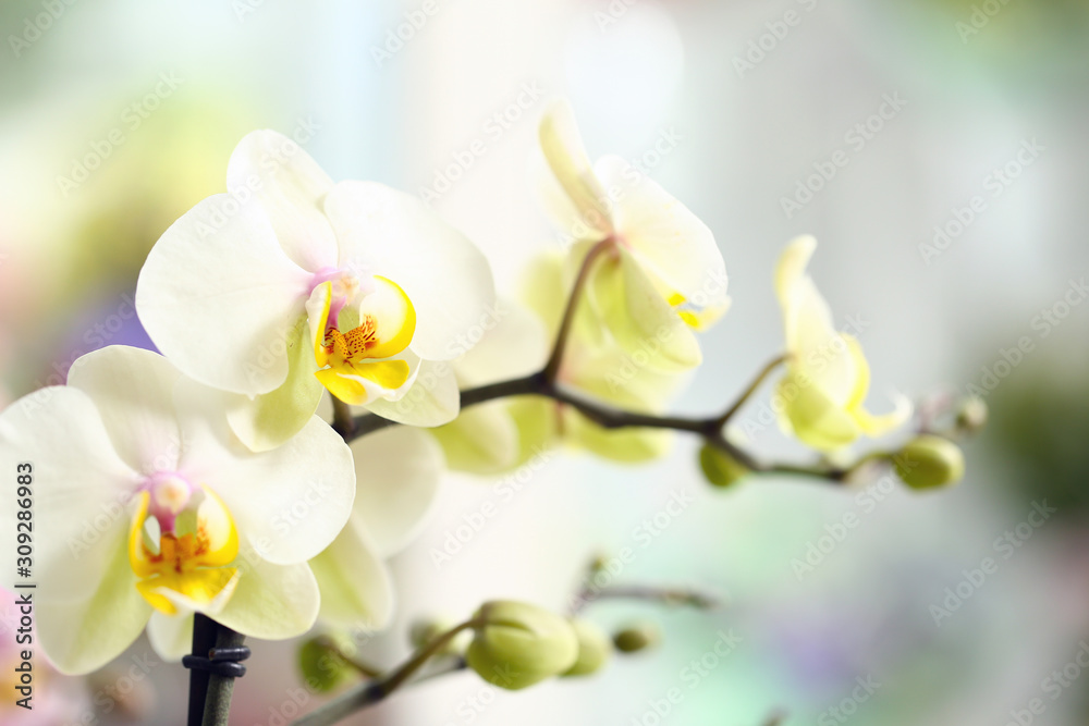 Beautiful orchid flowers in shop, closeup