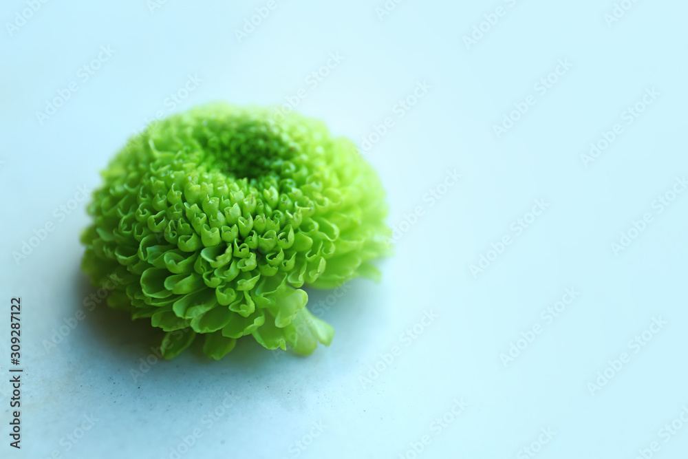 Beautiful chrysanthemum flower on light background