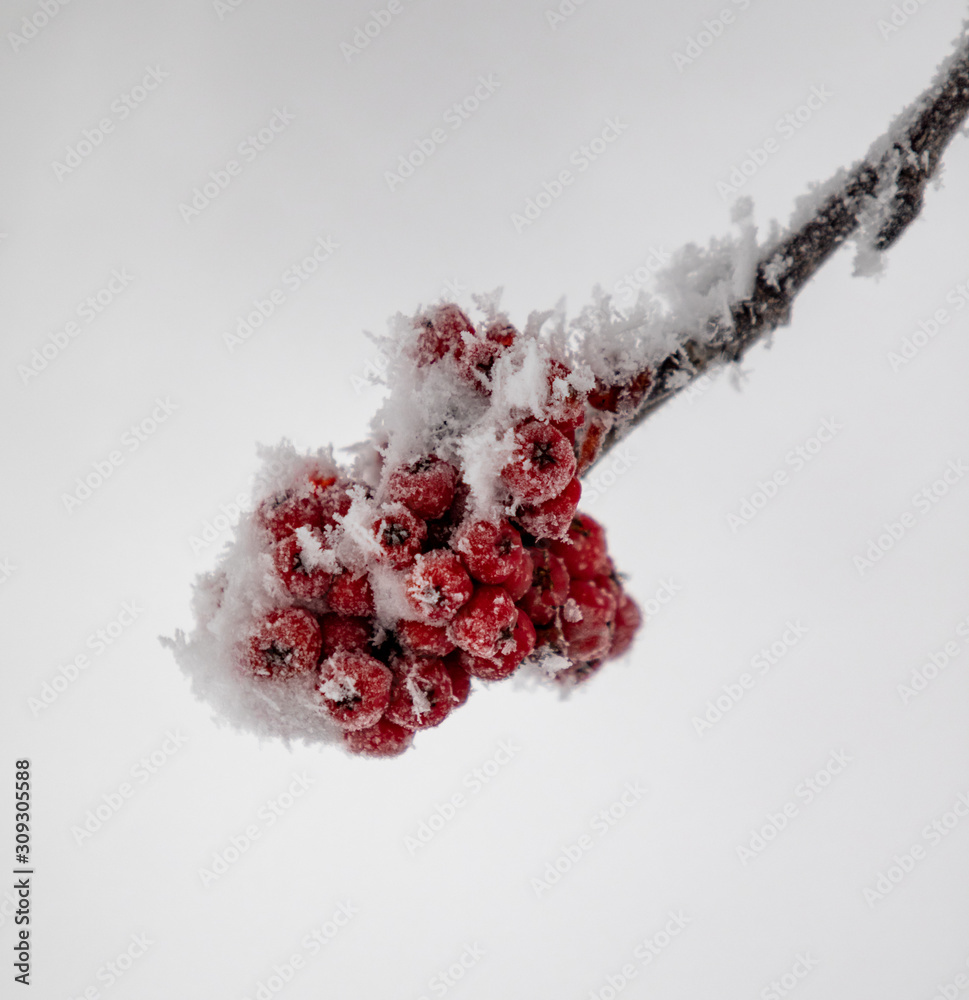 雪中的红色罗望子特写，冬季景观。