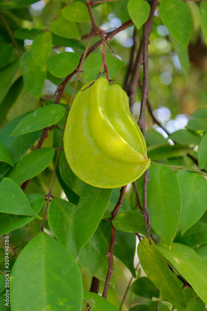 Closeup raw star apple fruit,carambola.