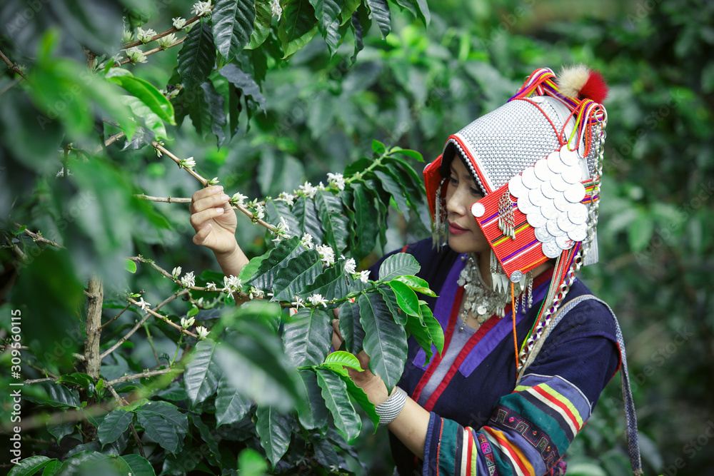 美丽的女人亚洲女士阿卡部落，穿着传统部落的女人，上面有咖啡花