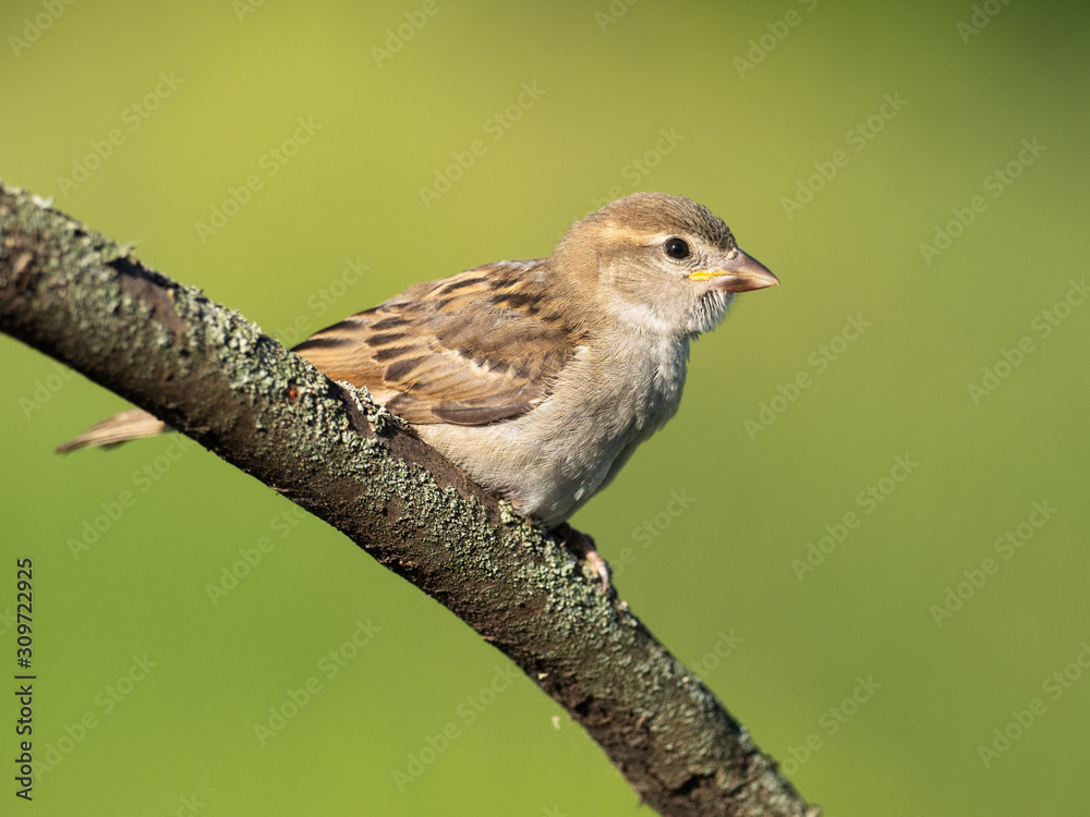 Sparrow sitting on a branch close-up on a blurred background