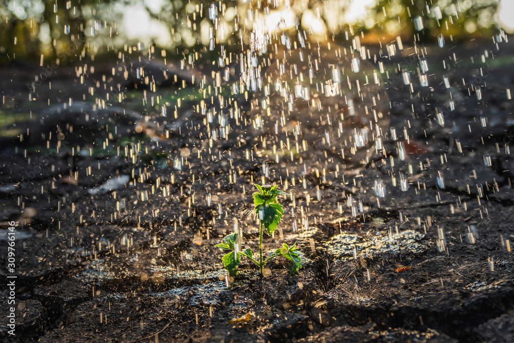 阳光下雨中的小树