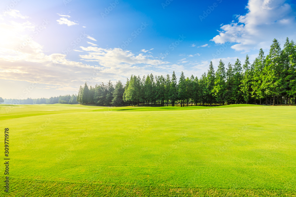 Green grass and forest natural landscape on a sunny day.