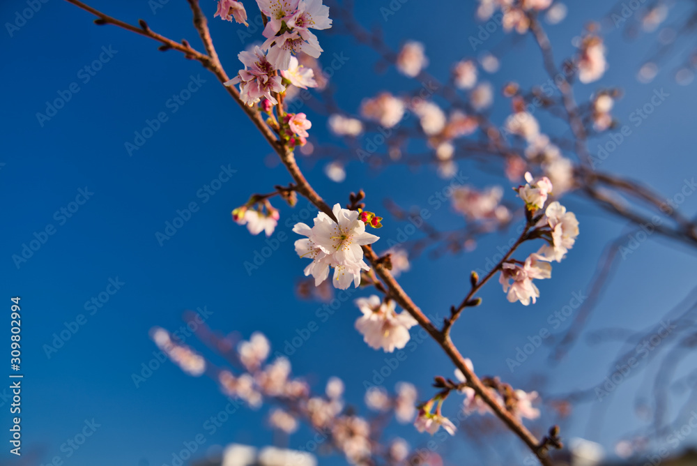 冬に咲く桜