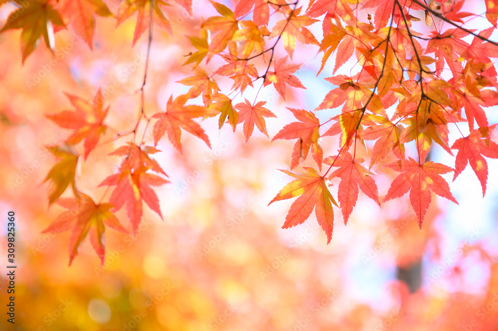 Autumn themes, Red maple leaves 