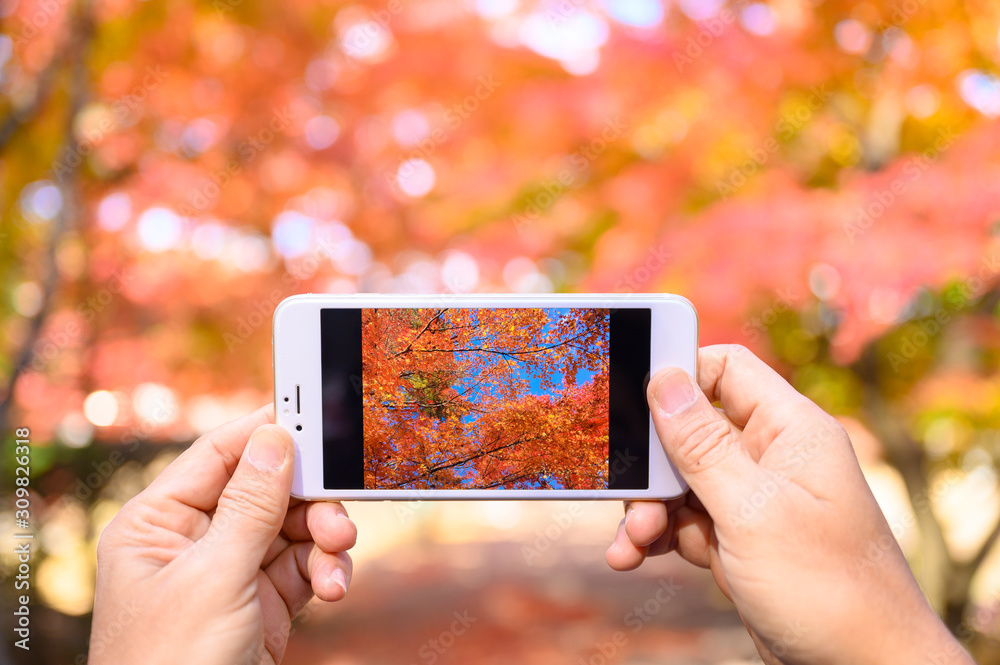 Cropped hands holding smart phone photographs Autumn maple leaf