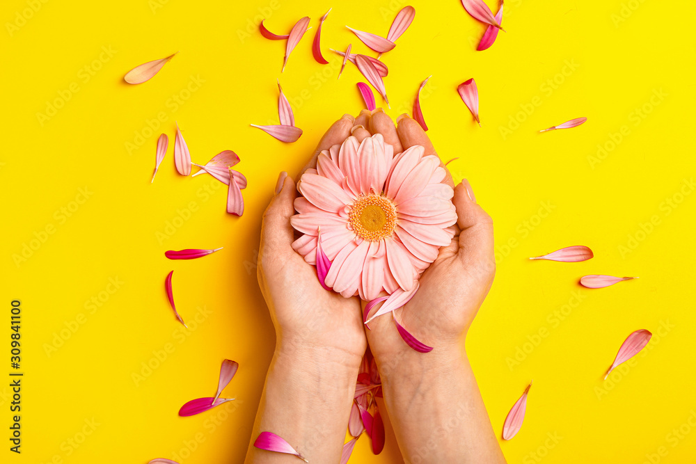 Female hands with beautiful flower on color background