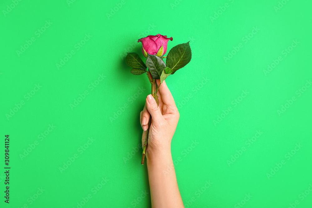 Female hand with beautiful rose flower on color background