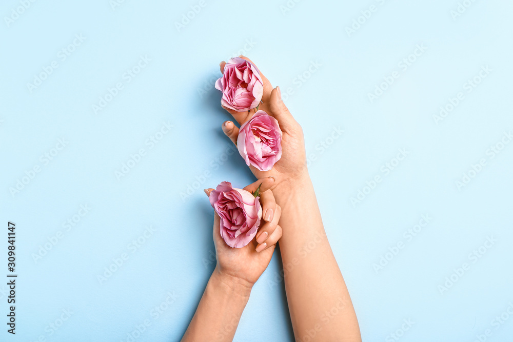 Female hands with beautiful rose flowers on color background