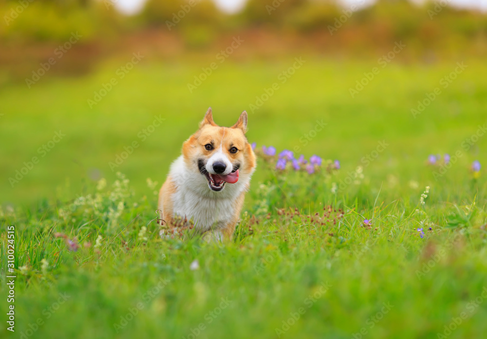  cute ginger Corgi dog puppy runs merrily across a green bright meadow on a Sunny summer day with hi